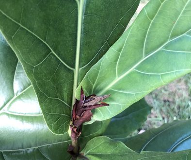 Repotting a Fiddle Leaf Fig