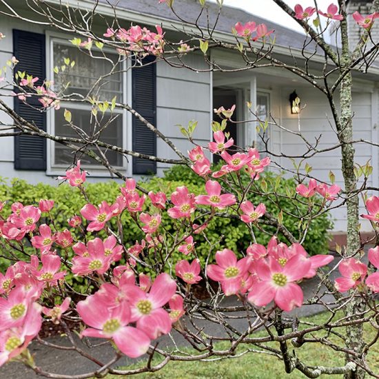 pink-dogwoods-sm